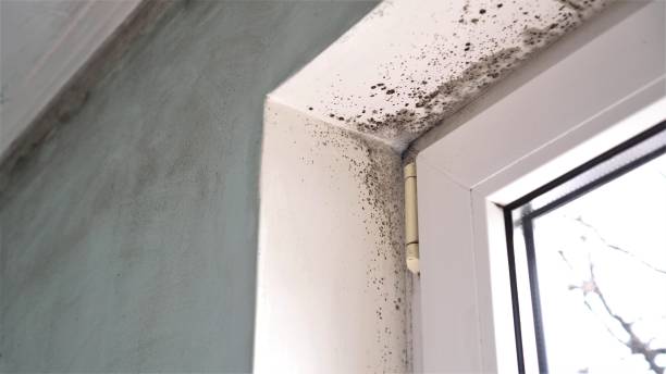 Best Emergency Mold Remediation in Tappan, NY