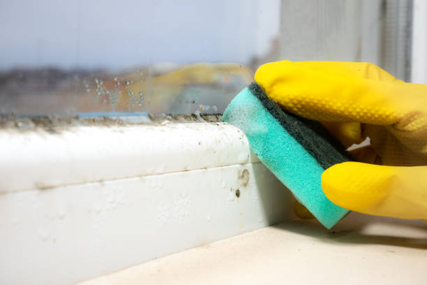 Professional Mold Remediation in Tappan, NY