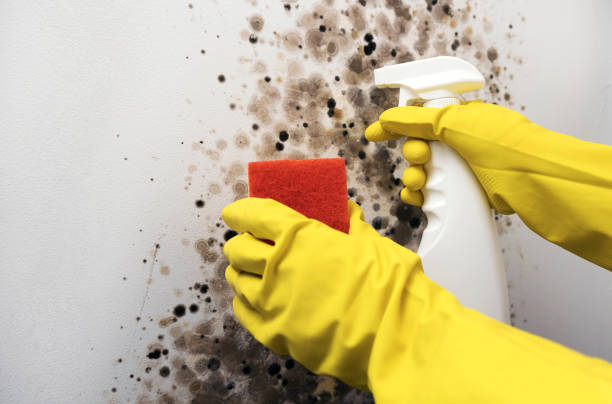 Best Mold Testing and Inspection Services in Tappan, NY