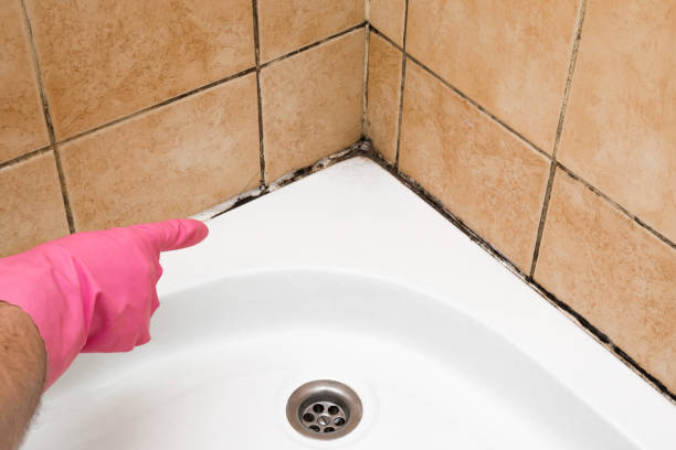 Best Residential Mold Remediation in Tappan, NY
